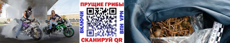 Псилоцибиновые грибы Cubensis  Нязепетровск 